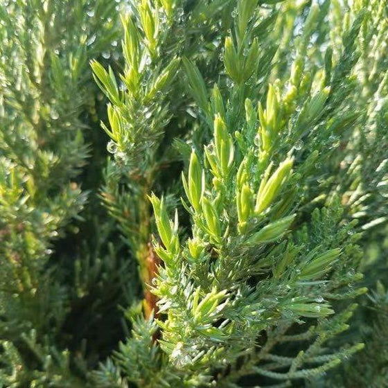 close-up of the foliage of Blue Point Juniper Two-Ball Topiary Trees