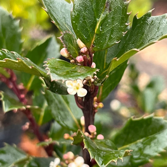 close look at serrated glossy green foliage on Blue Prince Holly