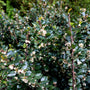 blue prince holly privacy shrub
