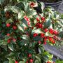 Blue Princess Holly Shrubs produce red berries in the fall and winter