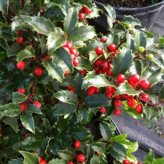 Blue Princess Holly Shrubs produce red berries in the fall and winter