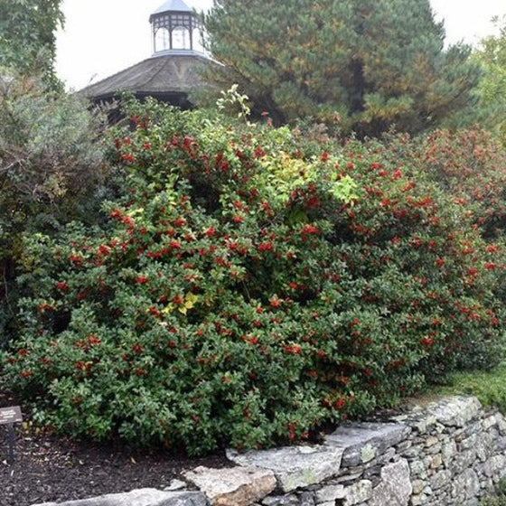 Blue Princess Hollies covered in red berries