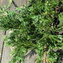 close look at evergreen foliage of blue rug juniper