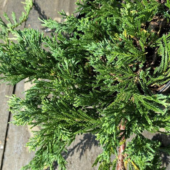 close look at evergreen foliage of blue rug juniper