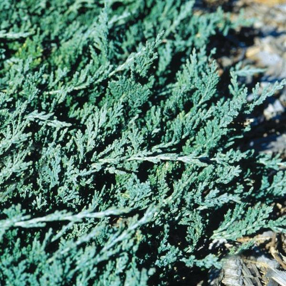Blue Rug Juniper Shrubs close up growth shot