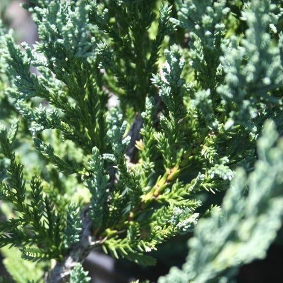 Blue Sargent Juniper Shrub with Blue Green Needlelike Foliage
