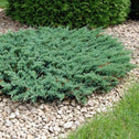 Juniper Blue Sargent Groundcover Shrub with Blue Green Needlelike Leaves