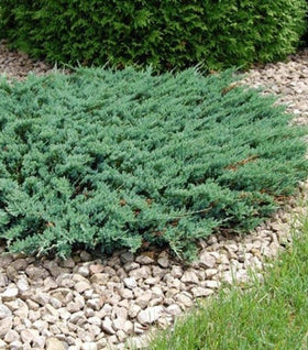 Blue Sargent Juniper