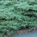 Blue Sargent Juniper Low Groundcover with Soft Needlelike Blue-Green Foliage