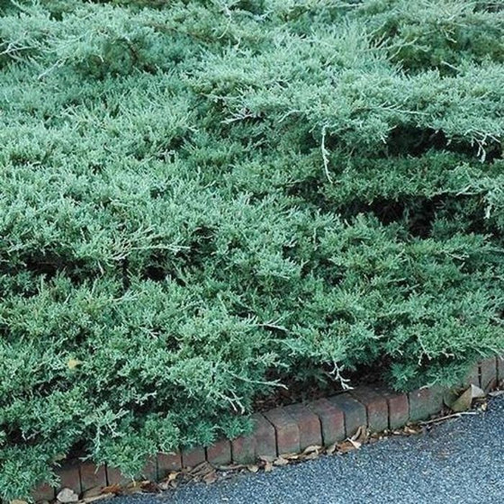 Blue Sargent Juniper Low Groundcover with Soft Needlelike Blue-Green Foliage