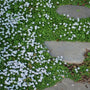 Blue Star Creeper habit showing ultra-low mat-forming ground cover, 2–3 inches tall and spreading to fill gaps neatly.