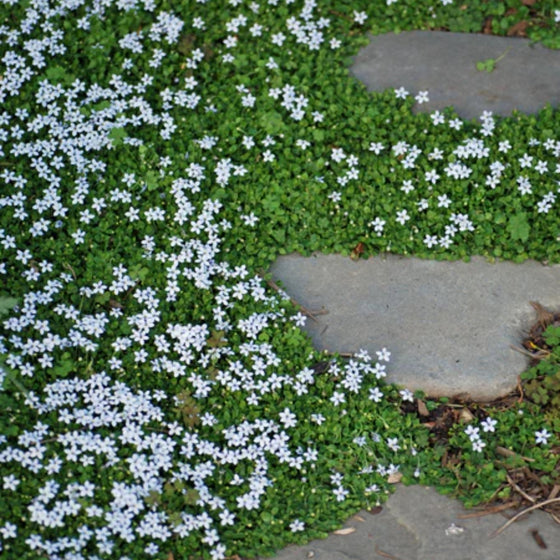 Blue Star Creeper habit showing ultra-low mat-forming ground cover, 2–3 inches tall and spreading to fill gaps neatly.
