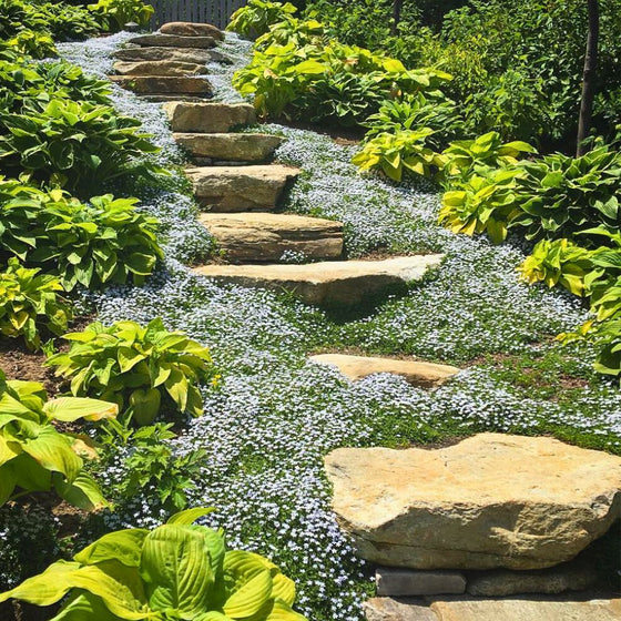 Blue Star Creeper forming a dense green carpet along a sunny path, dotted with tiny pale blue star flowers for a soft finish.