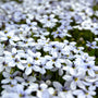 Close-up of Blue Star Creeper flower, small pale blue star-shaped bloom with delicate petals above fine green foliage.