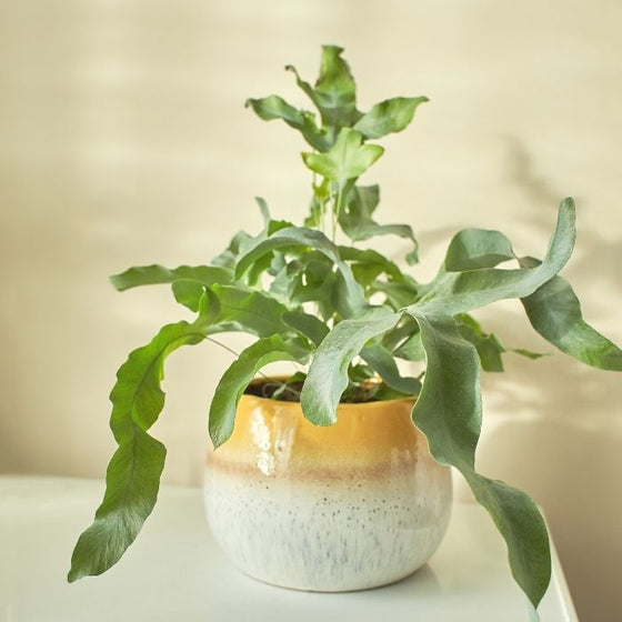 Blue Star Fern with greenish blue leaves indoor houseplant