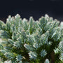 close look at blue green spikes on blue star juniper foliage