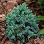 Blue Star Juniper Shrub blue green evergreen foliage