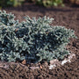 low growing blue star juniper evergreen shrub