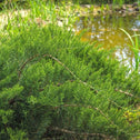 Juniperus sabina tamariscifolia trailing evergreen foliage