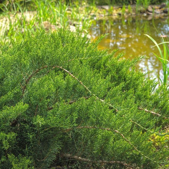 Juniperus sabina tamariscifolia trailing evergreen foliage