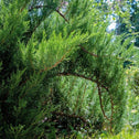 Juniperus sabina tamariscifolia trailing evergreen foliage