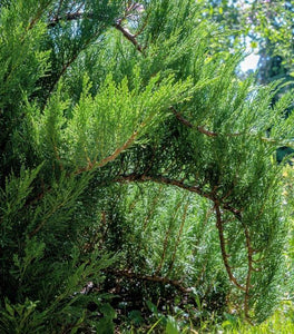 Blue Tamarix Juniper