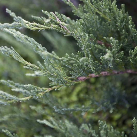 Close up of Blue Tamarix Juniper