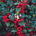 Blue Twins Holly Shrubs bright red berries