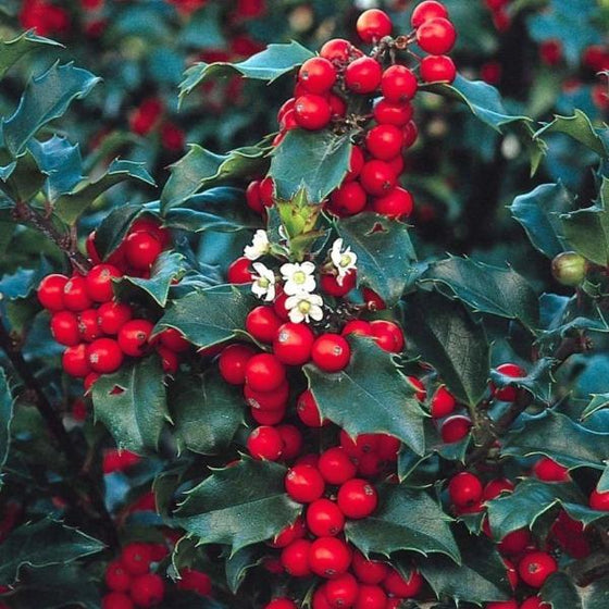 Blue Twins Holly Shrubs bright red berries