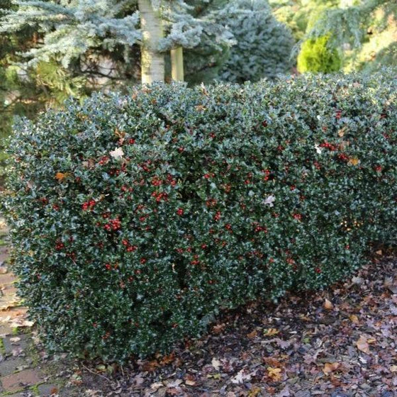 Holly Blue Twins Shrubs Hedges are compact 