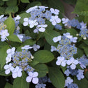Bluebird Hydrangea Accent Shrub with Blue Florets and Flowers