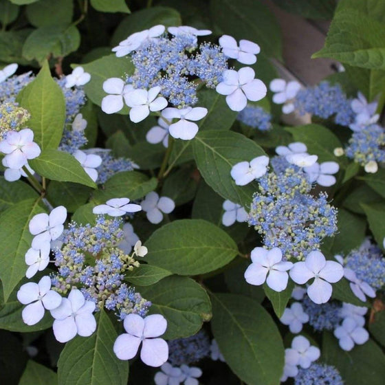 Bluebird Hydrangea Accent Shrub with Blue Florets and Flowers