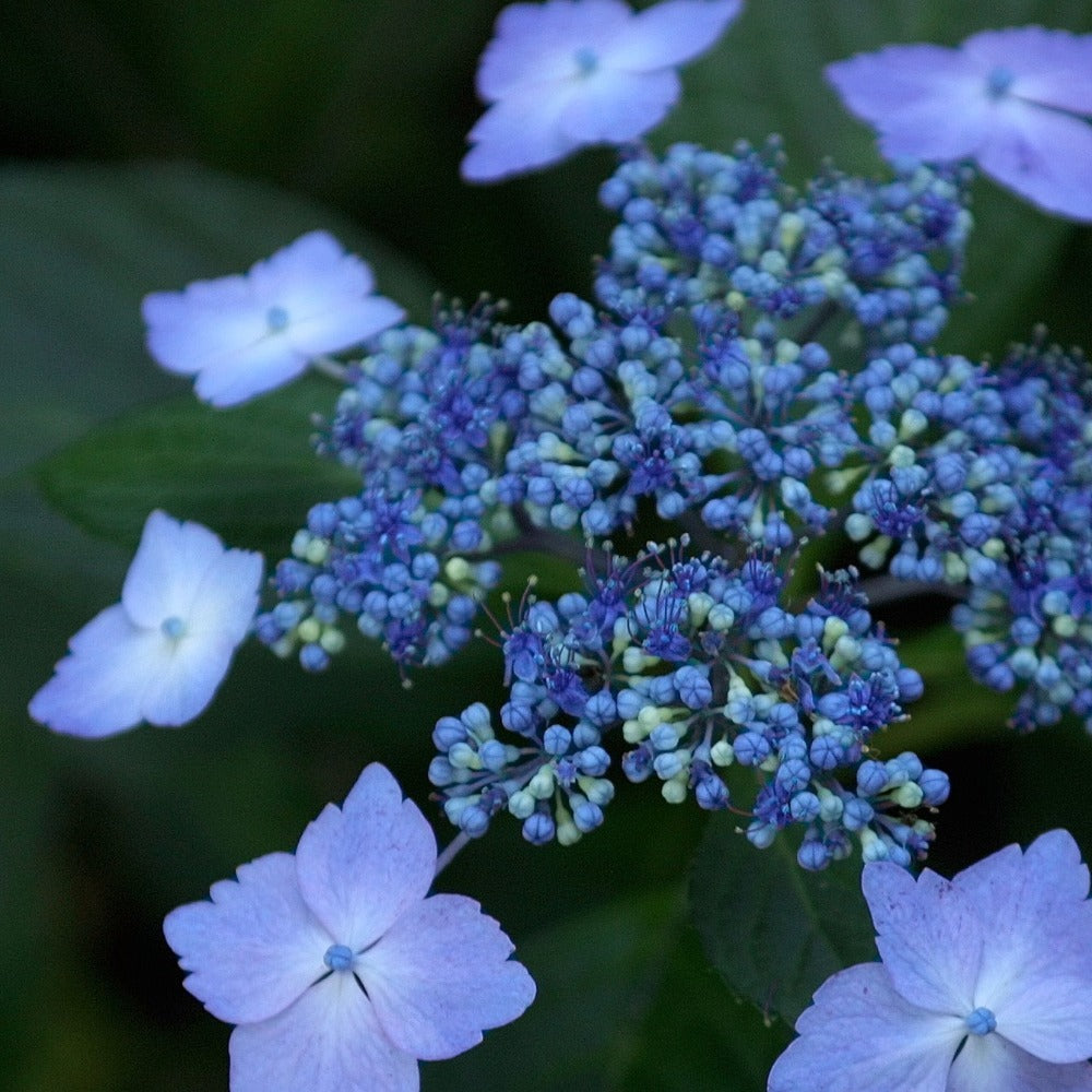 Bluebird Hydrangea for Sale | Garden Goods Direct