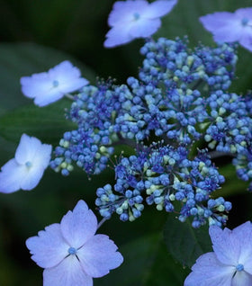 Bluebird Hydrangea