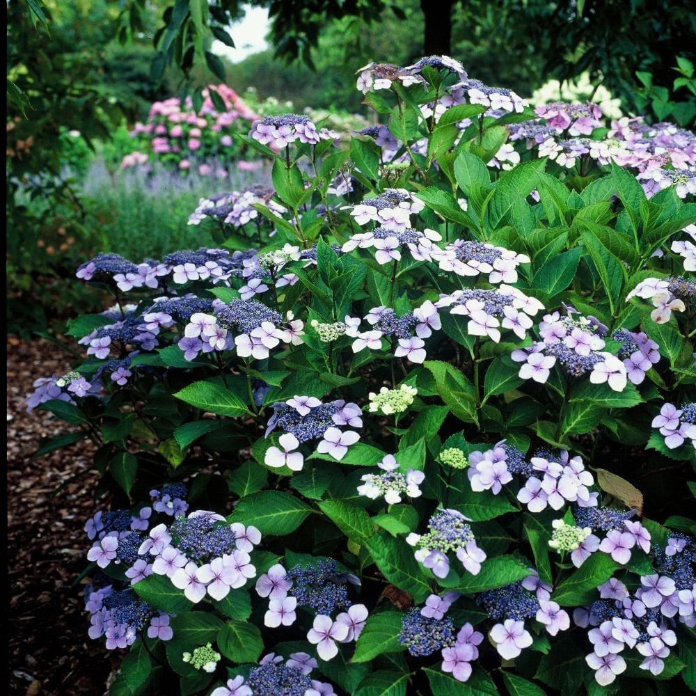 bluebird-hydrangea-