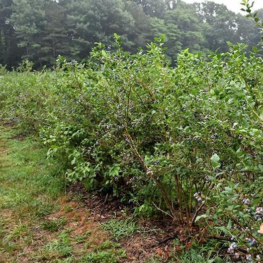 Bluecrop Blueberry