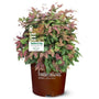 Blush Pink Nandina in a 3-Gallon Pot