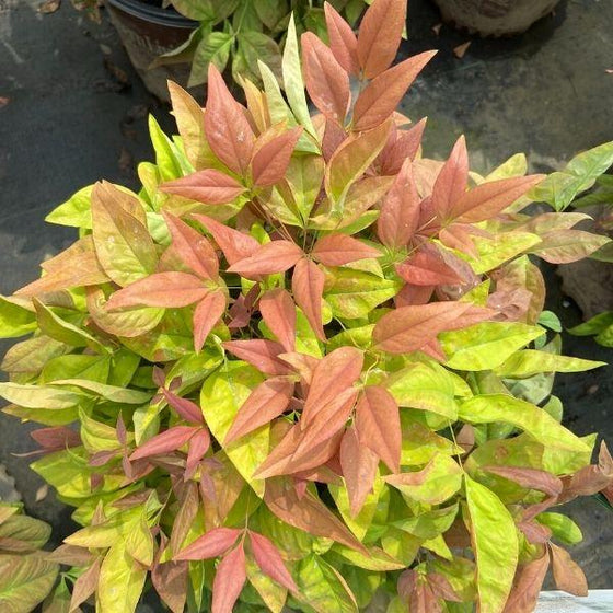 Dwarf Blush Pink Nandina growing in a container with colorful evergreen foliage