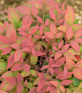 Blush Pink Nandina
