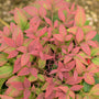 Blush Pink Nandina shrub with bright pink new foliage and deep green mature leaves