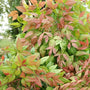 Nandina Blush Pink used as a compact evergreen low hedge in a foundation planting
