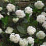 Mature Blushing Bride Hydrangea shrub with ample white blossoms.