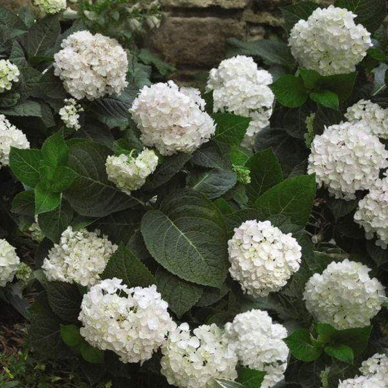 Mature Blushing Bride Hydrangea shrub with ample white blossoms.
