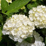 close-up of the delicate white flower blossoms of the Blushing Bride hydrangea