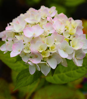 Blushing Bride Hydrangea