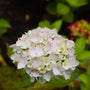 Close up of a blushing bride hydrangea flower with creamy white blooms with pink blush