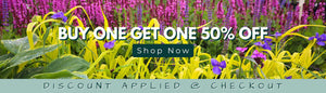 Buy one Get one 50 percent off sale
