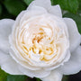 close up view of fragrant white to cream bolero floribunda rose bloom