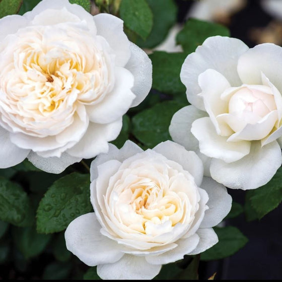 close up view of three fragrant white to cream bolero floribunda rose bloom