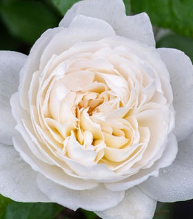 Bolero Floribunda Rose- Tree Form